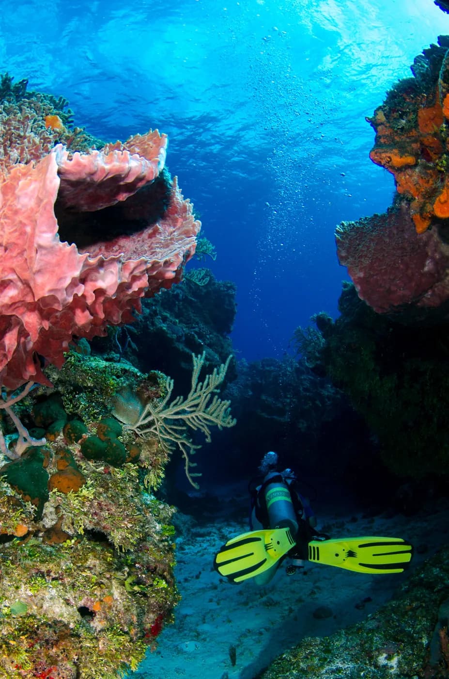 Scuba diving over the Watamu reef